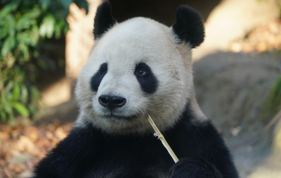 東京都恩賜上野動物園写真