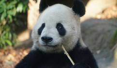 東京都恩賜上野動物園サムネール
